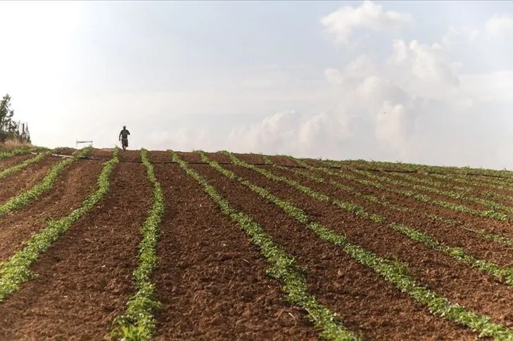 İsrail'in tarım arazilerine kimyasal saldırıları Gazze'de kanser riskini artırıyor