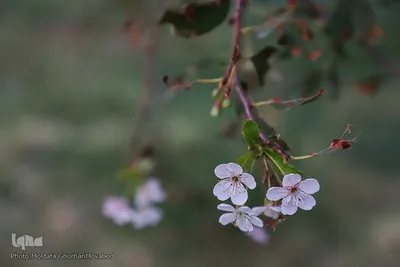 وقوع پديده گل انگيزي يا شكوفه زنی درختان ميوه در پاييز اهر