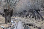 قاب طلایی پاییز در شهمیرزاد