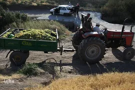 برداشت انگور از باغات روستای جرندق تاکستان