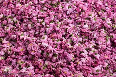 جشنواره گل محمدی در خانه تاریخی پورحسینی‌های شهر سمنان