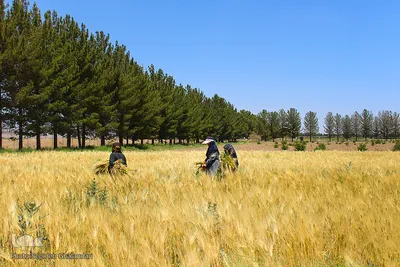 دستهای برکت در فصل درو
