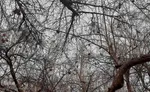 طبیعت پاییزی یزد در قاب تصویر