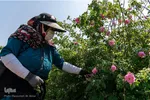 برداشت گل محمدی در ساوجبلاغ
