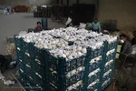 صادرات سیر؛ محصول پرخاصیت و معروف همدان