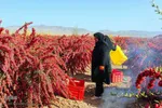 برداشت زرشک از باغات خراسان جنوبی
