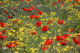 دشت شقایق های وحشی منطقه ارسباران