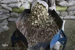 صادرات سیر؛ محصول پرخاصیت و معروف همدان