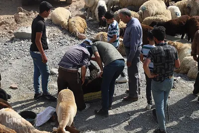 بازار خرید و فروش دام سبک و سنگین تبریز در آستانه عید سعید قربان