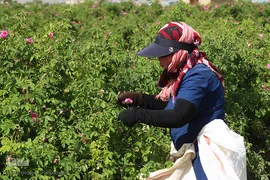 برداشت گل محمدی از مزارع موقوفه آستان مقدس حضرت معصومه(س)
