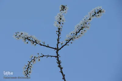نرم نرمک می‌رسد اینک بهار