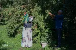 زغال اخته کلیبر از تولید تا فراوری‎‎