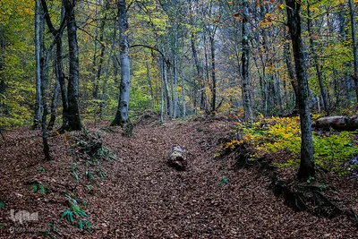 جنگل راش سواد کوه 