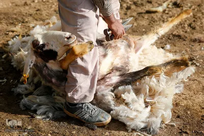 شستشو و پشم چینی بهاره در سروستان فارس