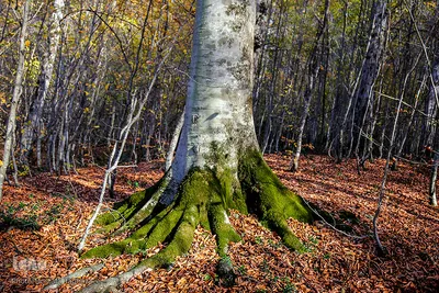 جنگل راش سواد کوه 
