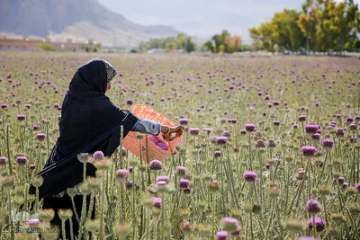 برداشت گیاه دارویی خارپنیری در استهبان فارس