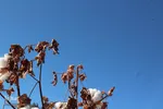 جلوه‌گری طلای سفید در خراسان‌‌جنوبی