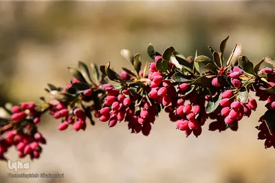 دوباره پاییز