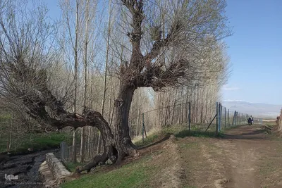 طبیعت بهاری روستاهای شهرستان اهر