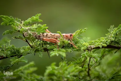 هجوم ملخ ها به کنیا