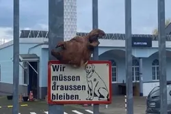 Schweinekopf vor Moschee abgelegt