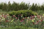 اردیبهشت باغ گل های شیراز‎‎