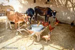 مردم غیزانیه به علت نبودن آب برای دام های خود آب و علوفه خریداری می کنند