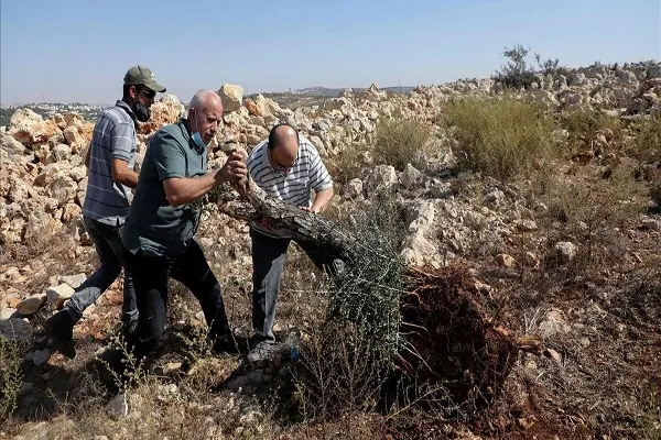Terrorismo israelí: Olivos en llamas en la Cisjordania ocupada