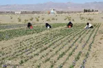 دسترنج طلایی کشاورزان - بیرجند