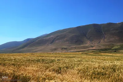 برداشت خوشه های طلایی - شهرستان اهر