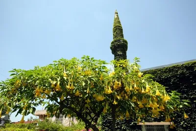 তুরস্কের অনন্য 'কুপারু কুয়ী' মসজিদ