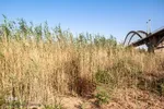 کارون روزگاری یکی از پر آب ترین رود های کشور بوده است که اخیرا درسطح آن خشکی های زیادی بوجود آمده است.