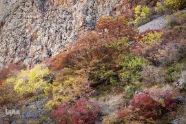 طبیعت پاییزی طارم