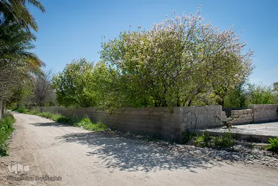 شکوفه‌های زردآلو در روستای منصوریه بهبهان