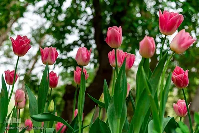 جشنواره لاله‌های آسارا‎‎