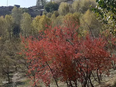طبیعت بکر و پاییزی روستای انجرد شهرستان اهر