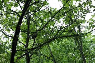 طبیعت تیر ماهی جنگل‌های ارسباران