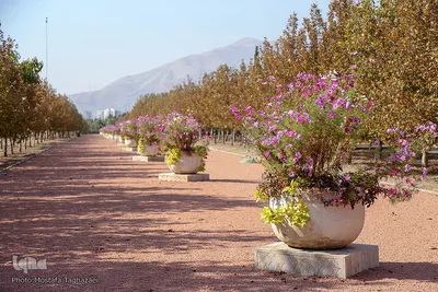 باغ گیاه شناسی ملی ایران