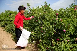 برداشت گل محمدی از مزارع موقوفه آستان مقدس حضرت معصومه(س)