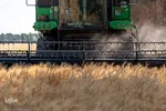 جشن شکرگزاری برداشت گندم‎
