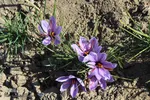 دسترنج طلایی کشاورزان - بیرجند