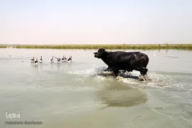 تالاب شادگان
