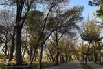 طبیعت برگ ریز پارک شیخ شهاب الدین اهری در آخرین ماه از فصل پاییز