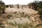 خشک شدن نهر گوپال باعث خشکسالی و کشته شدن درختان نخل منطقه شده است
