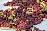 برداشت عناب در خراسان‌جنوبی