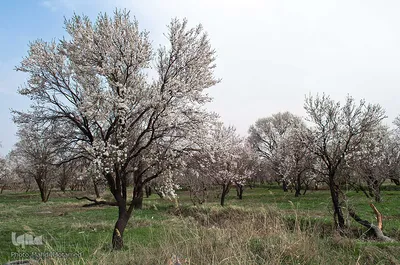 شکوفه‌های بهاری در باغستان سنتی قزوین