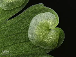 هاگ‌دان گیاهان دارویی پرسیاوشان (Adiantum capillus-veneris) با بزرگ‌نمایی ۱۰ برابر