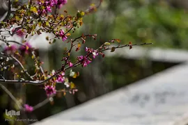 شکوفه های بهاری