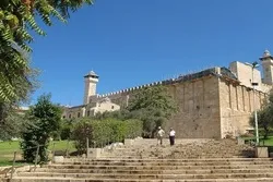 Zionist Settlers Uproot Olive Trees near Ibrahimi Mosque