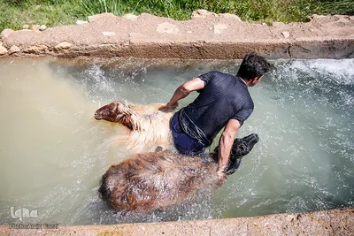 شستشو و پشم چینی بهاره در سروستان فارس